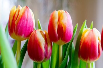 Beautiful tulip closeup