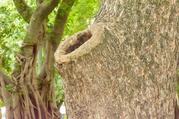 The hollow tree is home of the birds and squirrels.
