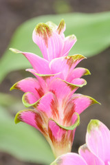 The siam tulip on a nature background. Bloom during the rainy season.