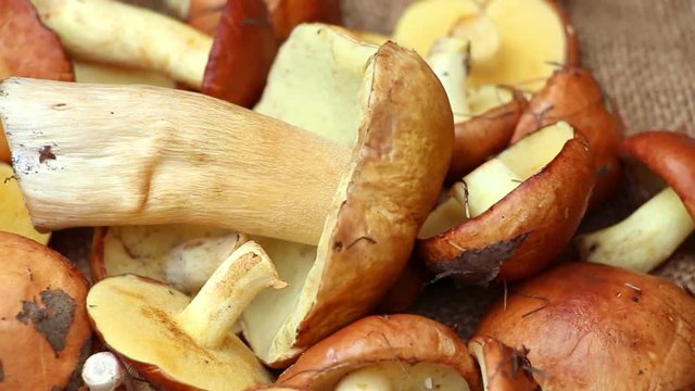 A heap of mushrooms (white mushroom Boletus edulis, Suillus granulatus, Russula) on the rough cloth. Focus on the white mushroom Boletus edulis in the center of the bunch.  Panning. Close up.