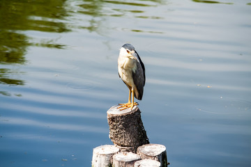 Night Heron standing on a trunk