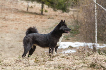 Russo-European Laika - hunting dog