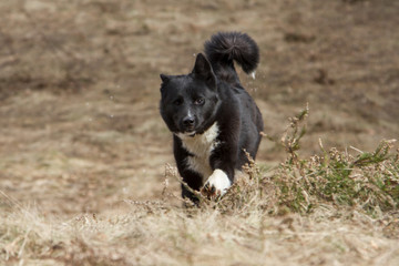 Russo-European Laika - hunting dog