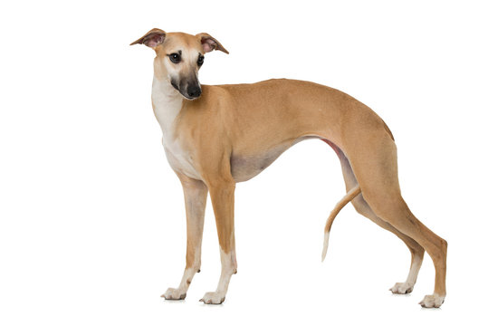 Whippet