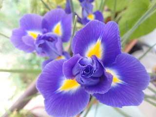 Fleur İris Bleu