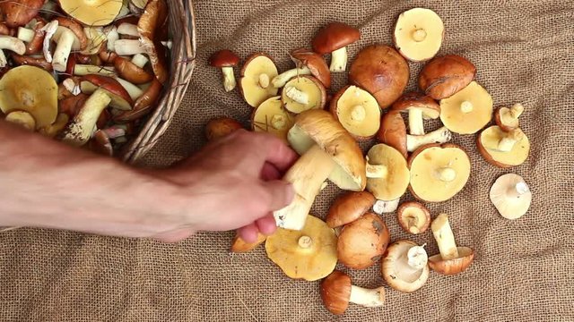 A man spreads mushrooms from basket to met (white mushroom Boletus edulis, Suillus granulatus, Russula). Top view. Lockdown.
