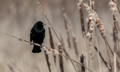 A male Red Winged Blackbird perches on cattails waiting for a mate to come along.