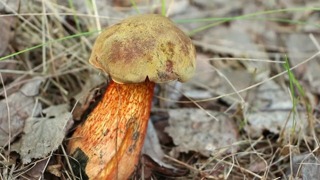 An edible mushroom Boletus versipellis  in the natural  environment. Close up. Lockdown. Focus on the pileus (cap).