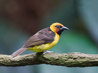Black-necked weaver (Ploceus nigricollis)