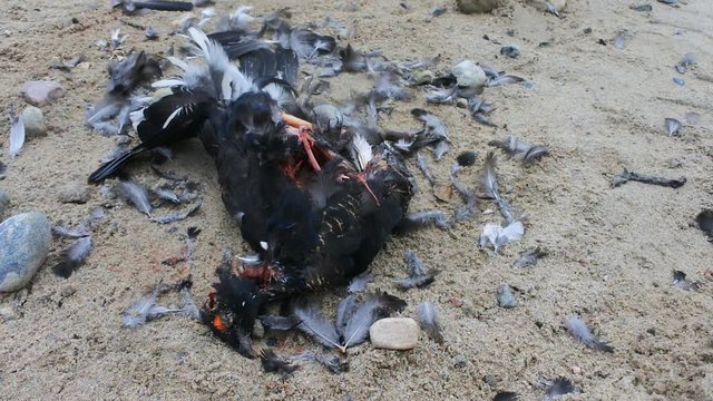 Car as direct cause of mortality among birds. Black Grouse (male) hit by car on roadside, partially eaten by crow
