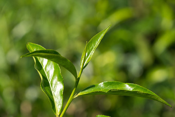 Fototapeta na wymiar Close-up fresh tea leaves on tea bushes in a plantation