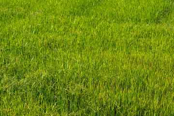 rice sprout ready to growing in the rice field. with selective focus.