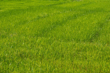 rice sprout ready to growing in the rice field. with selective focus.
