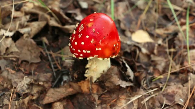 The danger red toadstool mushroom fly agaric Amanita muscaria in the woodland. Camera comes to object and blurred mushroom becomes sharp. 