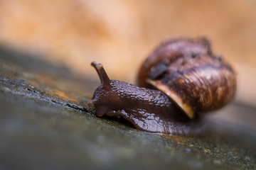 Nahaufnahme Schnecke mit Schneckenhaus