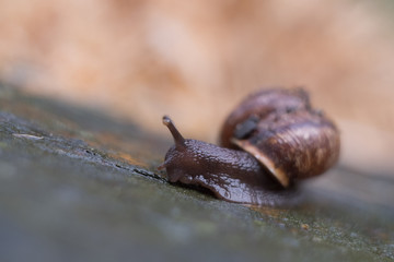 Nahaufnahme Schnecke mit Schneckenhaus