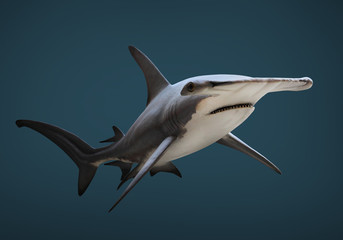 The Great Hammerhead Shark - Sphyrna mokarran is dangerous predatory fish. Underwater photography of sea life. - obrazy, fototapety, plakaty