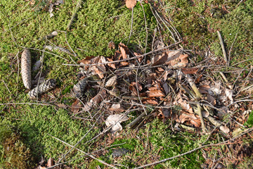 Waldboden