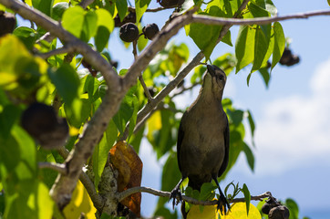 Tropische Spottdrossel, Mimus Gilvus, in einem Baum auf Guadeloupe, Karibik