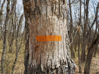 Fototapeta premium randonee