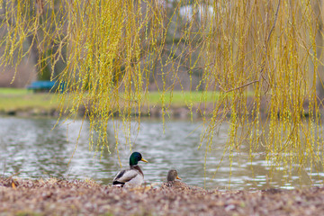 Ducks enjoing the time on a lake