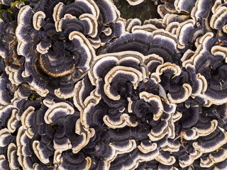 Closeup of coriolus versicolor fungus growing out of the tree stub