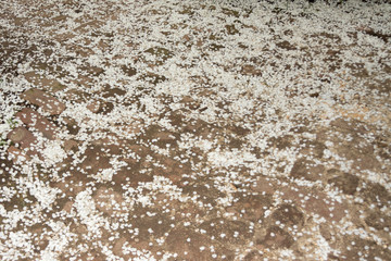 flower petals pear tree