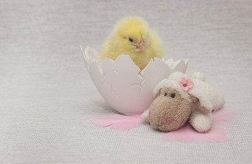 chicken sitting in a cracked eggshell, easter composition
