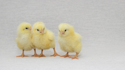 three funny chicks isolated on light background, easter