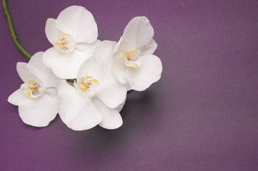 Fototapeta na wymiar romantic branch of white orchid