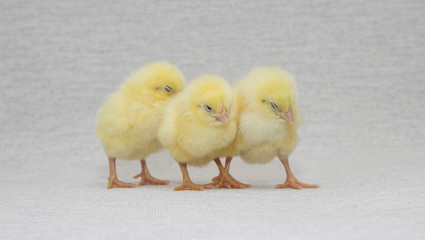 three funny chicks isolated on light background, easter
