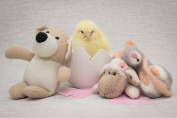 chicken sitting in a cracked eggshell, easter composition