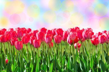 Fresh magenta tulips