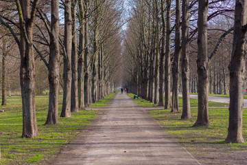 avenue full of trees