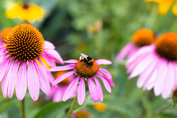 Bumblebees sitting on colorful flowers.