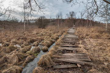 old broken wooden path through the marshland with trees and a bush in the early spring in the cloudy afternoon. beginning of March