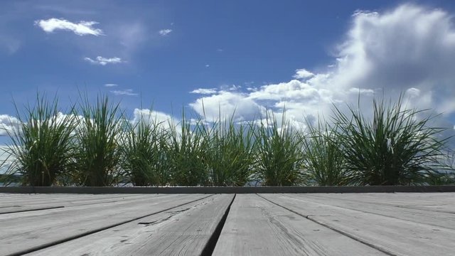 Urban plants on a wooden floor. Green bushes are fluctuating on the wind. Afternoon tranquility of a summer day.