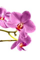 orchid flower_isolated