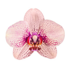 Fototapeta na wymiar Orchid flowers_6