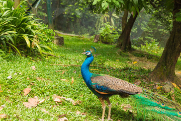Fototapeta premium Indian Peacock (Pavo cristatus) at a bird park in Kuala Lumpur, Malaysia