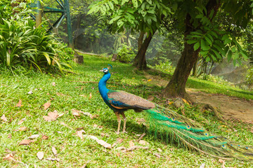 Indian Peacock (Pavo cristatus) at a bird park in Kuala Lumpur, Malaysia