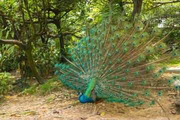 Obraz premium Indian Peacock (Pavo cristatus) with feathers out in Kuala Lumpur bird park, Malaysia