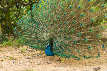 Obraz premium Indian Peacock (Pavo cristatus) with feathers out in Kuala Lumpur bird park, Malaysia