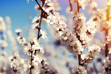 Apricot blossoms against the blue sky, spring has come