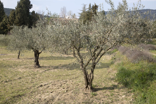 Olive Tree in Field in Provence