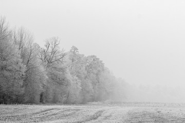 Vernebelter Waldrand