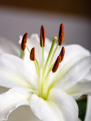 closeup of beautiful white flowers with blur background