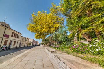 Flowers and plants in Monteleone Roccadoria