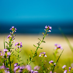 Obraz na płótnie Canvas closeup of beautiful green plants with blur background