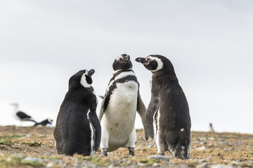 Obraz premium Group of Magellanic penguins in Patagonia, Chile, South America